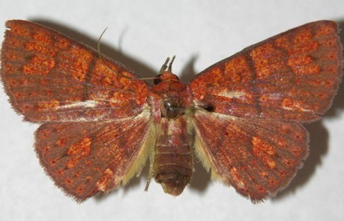 Fig.13  Adulto <i>Antiblemma agnita</i> ventral, hembra.
Voucher: 12-SRNP-31150-DHJ596792.jpg