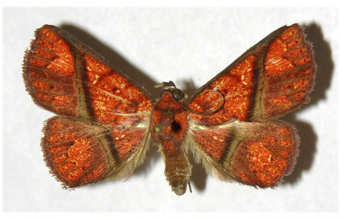 Fig.14  Adulto <i>Antiblemma incarnans</i>  dorsal. Mostrando comparación de especies. Voucher: 14 04-SRNP-56464-DHJ320226.jpg