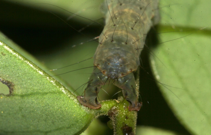 Fig.2 Larva <i>Antiblemma agnita</i> mostrando estructura en la parte del último segmento característica que sirve para sostenerse, en la familia Erebidae.  Voucher: 19-SRNP-30661-DHJ764862.jpg