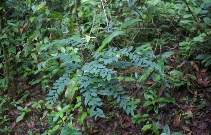 Fig.3 Juvenil de <i>Securidaca sylvestris</i>, planta hospedera <i>Antiblemma agnita</i> 