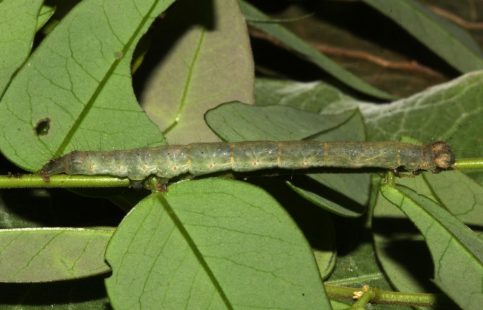 Fig.4 Larva <i>Antiblemma agnita</i> mostrando  la parte lateral.  Voucher: 19-SRNP-30661-DHJ764851.jpg