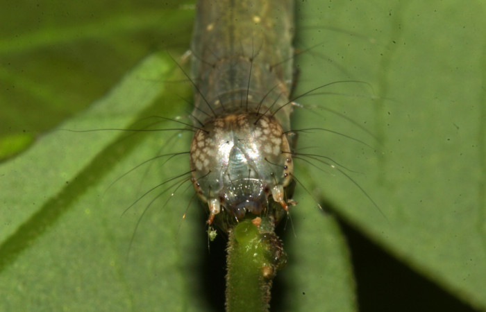 Fig.6 Larva <i>Antiblemma agnita</i> mostrando  la parte frontal y pelos finos.  Voucher: 19-SRNP-30661-DHJ764857.jpg