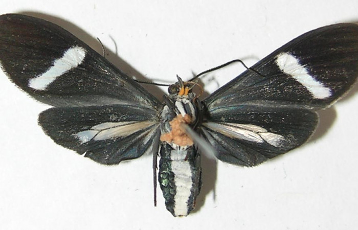 Fig- 10 Posición ventral de <i>Aclytia</i> albistrigaDHJ02 (Erebidae). (08-SRNP-71964-DHJ504505).
