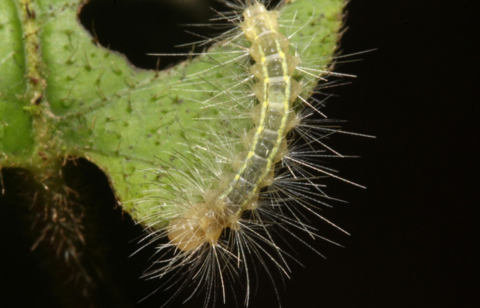 Fig- 11 Posición dorsal de una oruga en tercer estadío de <i>Aclytia</i> albistrigaDHJ02 (Erebidae) sobre <i>Mandevilla hirsuta</i> (Apocynaceae). (14-SRNP-43284-DHJ708988).