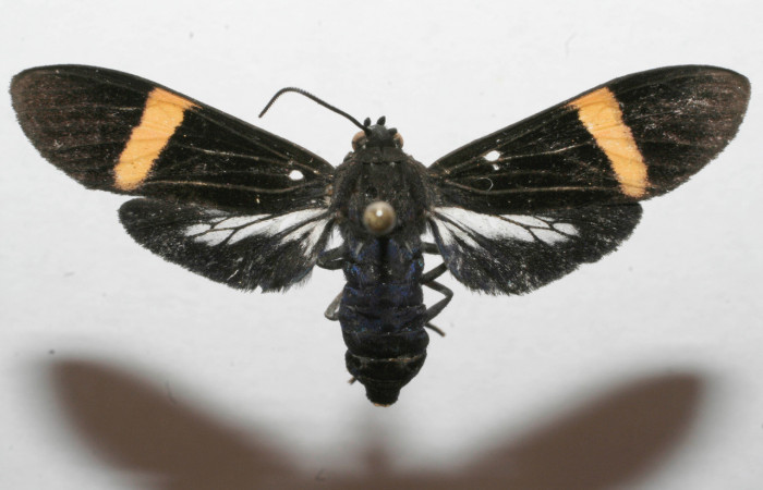 Fig- 15 Posición dorsal de la hembra <i>Aclytia punctata</i> (Erebidae) colectado en trampa de luces como adulto, Localidad Estación Quica; 29 de Agosto 2008 (08-SRNP-105222-DHJ629286).