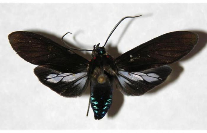 Fig- 17 Posición dorsal <i>Aclytia ventralis</i> (Erebidae) Corrales Viejos Sector San Cristobal; 23 de Agosto 2004 (04-SRNP-4309-DHJ318424).