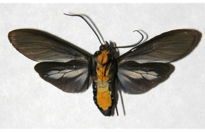 Fig- 18 Posición ventral <i>Aclytia ventralis</i> (Erebidae) Corrales Viejos Sector San Cristobal; 23 de Agosto 2004 (04-SRNP-4309-DHJ318425).