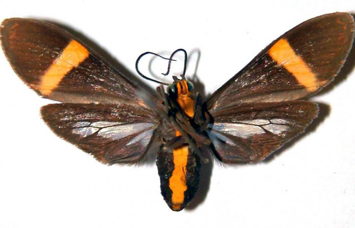 Fig- 2 Posición ventral de la hembra <i>Aclytia</i> heberDHJ02 (Erebidae). (89-SRNP-823-DHJ39085).