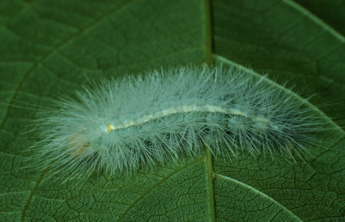 Fig. 6 Posición dorsal del último estadío de <i>Aclytia</i> heberDHJ02 (Erebidae) sobre <i>Forsteronia spicata</i> (Apocynaceae). 29 de Julio 1989 Bosque San Emilio Sector Santa Rosa. (89-SRNP-823-DHJ11844).