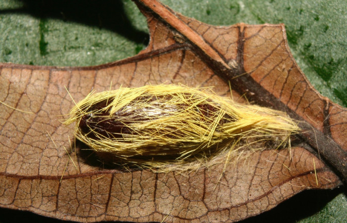   Fig. 8 Posición de la pupa envuelta con sus propios pelos que la oruga hizo cuando estaba en prepupa antes de su estado de pupa <i>Aclytia</i> heberDHJ02 (Erebidae) sobre <i>Forsteronia spicata</i> (Apocynaceae). 25 de Febrero 2014, Medrano Sector Pitilla. (14-SRNP-70336-DHJ722019).