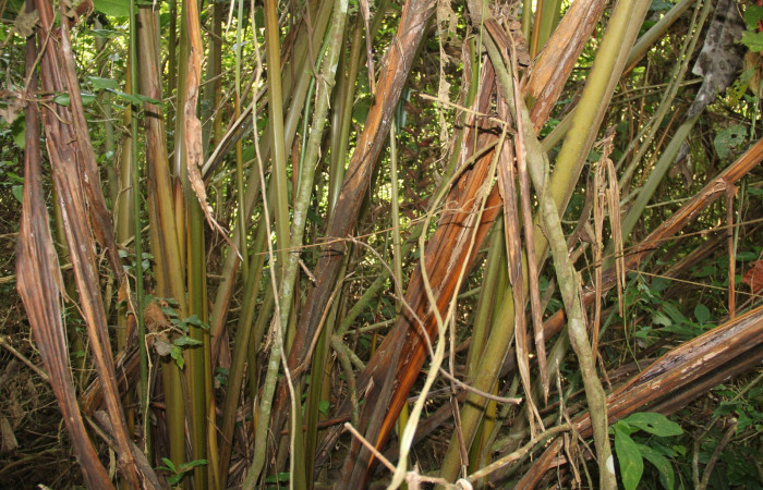Fig. 4  Parte de tallo <i>Heliconia pogonantha</i>, Heliconiaceae. Estación Pitilla. Foto Petrona Ríos, abril 2021.
