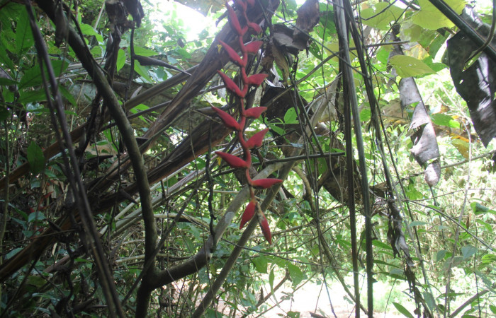 Fig. 3  Habito <i>Heliconia pogonantha</i>, Heliconiaceae  planta entera. Estación Pitilla. Foto Petrona Ríos, abril 2021.