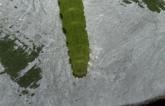 Fig.6 Larva <i>Antiblemma mundicola</i>  mostrando parte frontal. Voucher: 14-SRNP-41110-DHJ708697.jpg