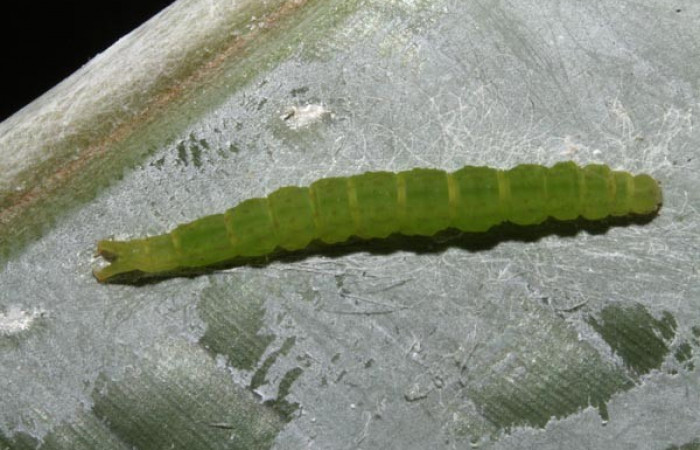 Fig.7 Larva <i>Antiblemma mundicola</i>  mostrando parte lateral. Voucher: 14-SRNP-41110-DHJ708696.jpg