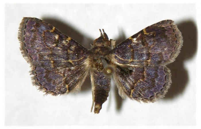Fig.8 adulto <i>Antiblemma mundicola</i>  mostrando parte dorsal. Voucher: 05-SRNP-3982-DHJ321962.jpg