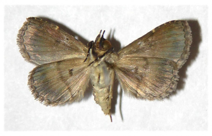Fig.9 adulto <i>Antiblemma mundicola</i>  mostrando parte ventral.  Voucher: 05-SRNP-3982-DHJ321963.jpg