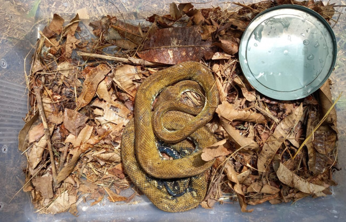 boa arborícola de Rusenberger <i>Corallus ruschenbergerii</i>    Foto: PMCVS