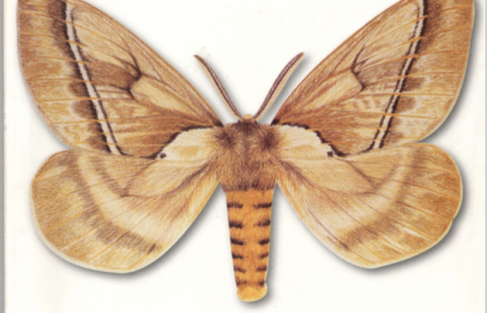 15 de setiembre 1996