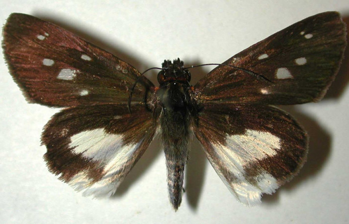 Figura 20. Adulto (hembra) dorsal, <i>Vettius aurelius</i> (Hesperiidae). (00- SRNP-3215-DHJ32964).