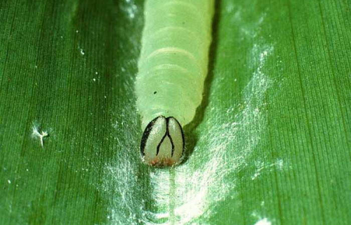 Figura 9. Detalle de prepupa <i>Vettius aurelius</i> (Hesperiidae). (02- SRNP-14959-DHJ66974).
