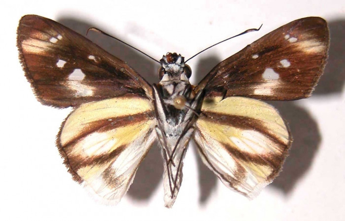 Figura 23. Adulto (macho) ventral, <i>Vettius aurelius</i> (Hesperiidae). (02-SRNP-2984- DHJ37041).