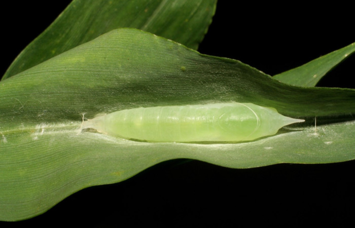 Figura 10. Detalle de pupa <i>Vettius aurelius</i> (Hesperiidae). (05- SRNP-4800-DHJ403143).