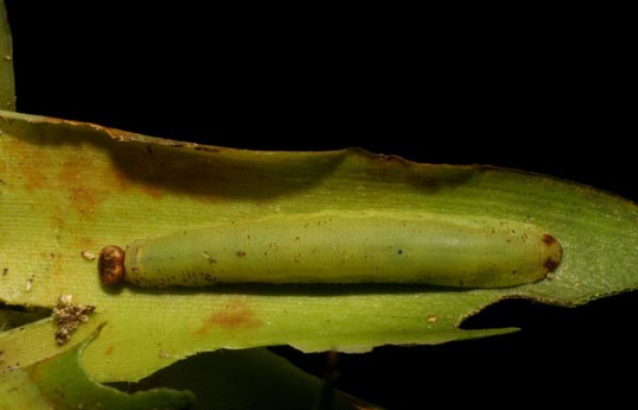 Figura 19. Detalle dorsal <i>Vettius tertianus</i> (Hesperiidae). (05-SRNP-48630-DHJ408073).Figura