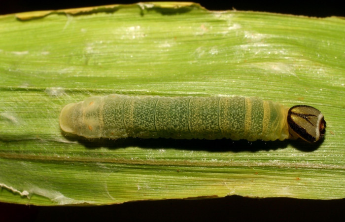 Figura 17. Detalle dorsal <i>Vettius pica</i> (Hesperiidae). (06-SRNP-42958- DHJ417109).