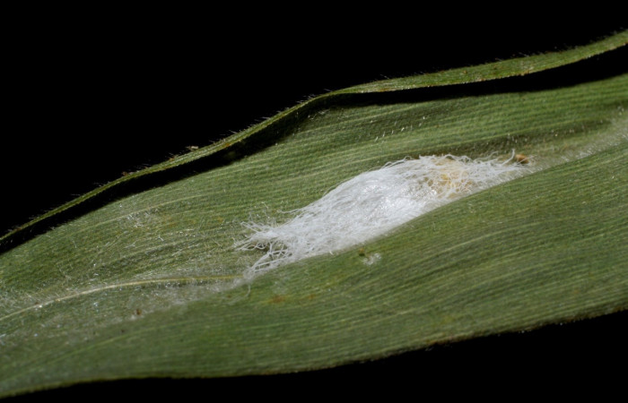 Figura 12. Detalle de parásito, Alphomelon Deans18DHJ02(Braconidae), <i>Vettius aurelius</i> (Hesperiidae). (08- SRNP-23629-DHJ448942).