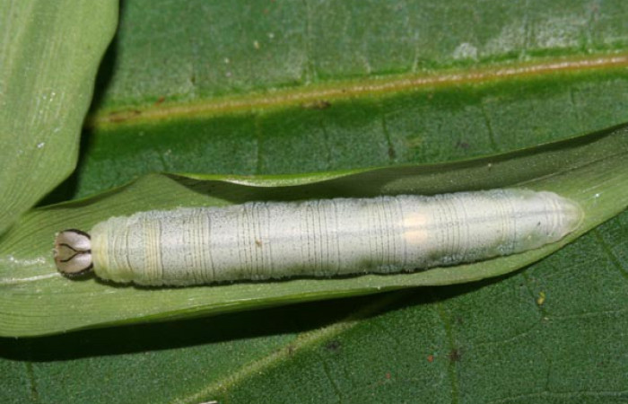 Figura 5. Detalle del refugio <i>Vettius aurelius</i> (Hesperiidae). (12-SRNP-30032- DHJ485150).