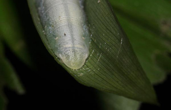 Figura 6. Detalle estremo (cola), <i>Vettius aurelius</i> (Hesperiidae). (12- SRNP-30032-DHJ485151).