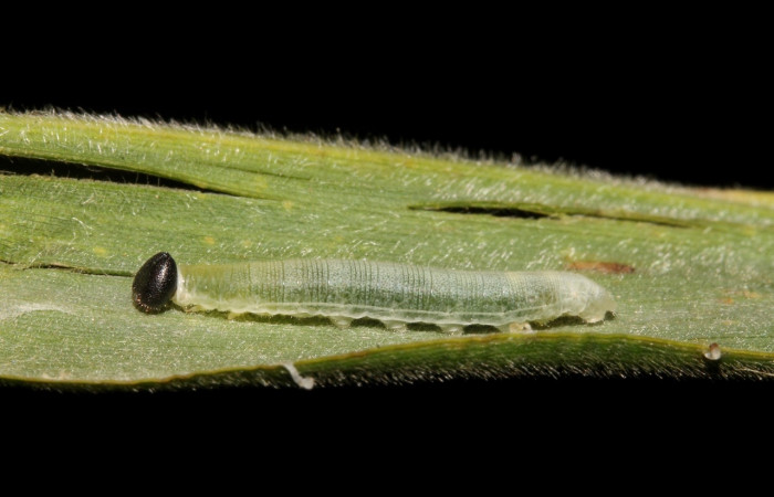 Figura 3. Detalle lateral, <i>Vettius aurelius</i> (Hesperiidae). (16- SRNP-40030-DHJ724715).