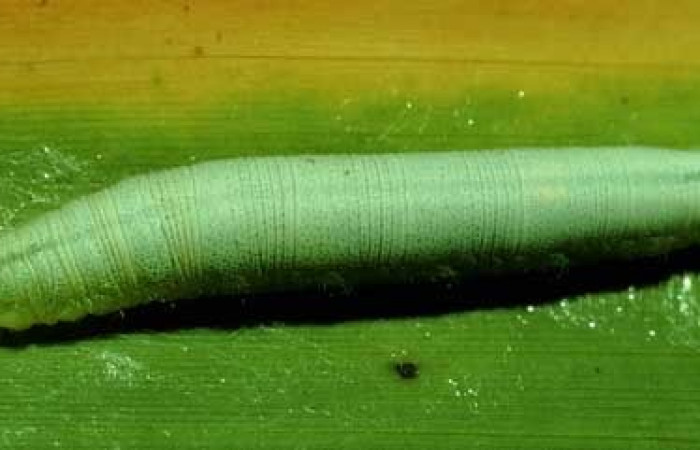 Figura 15. Detalle dorsal <i>Vettius fantasos</i> (Hesperiidae). (93- SRNP-7126-DHJ26617).