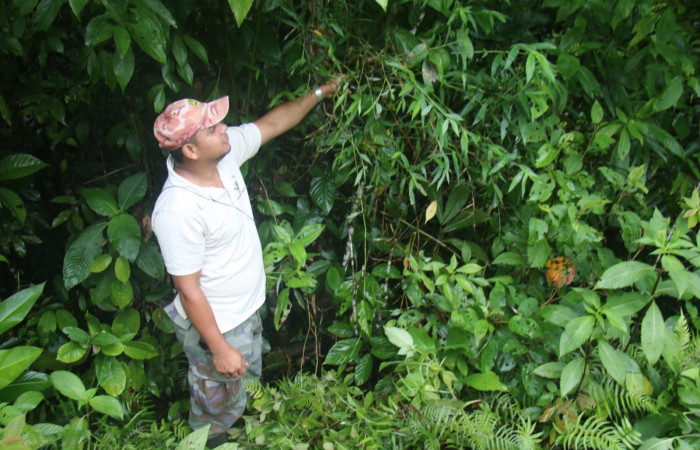 Fig 1. Unas de las planta hospedera donde más se alimenta <i>Vettius aurelius</i> (Hesperiidae) <i>Lasiacis ruscifolia</i> (Poaceae). Foto, Minor Carmona. Sendero Aura Estación Biológica Wege, 09 de mayo 2021. Aquí el compañero Ángel Hernández colectando en <i>Lasiacis ruscifolia</i> (Poaceae.