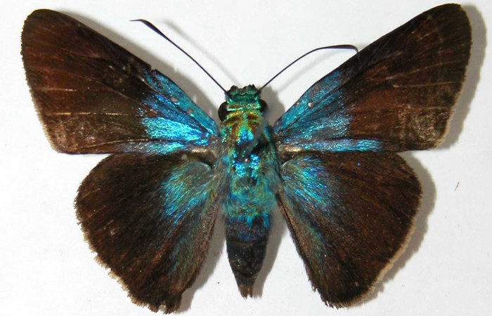 Fig. 19. Hembra de <i>Aroma aroma</i> (Hesperiidae) vista dorsal. Voucher: 02-SRNP-6590-DHJ34650. 