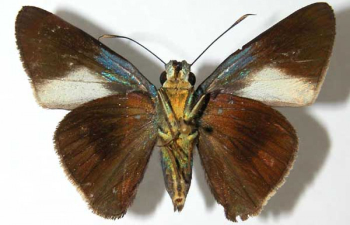 Fig. 20. Hembra de <i>Aroma aroma</i> (Hesperiidae) vista ventral. Voucher: 02-SRNP-6590-DHJ34650. 