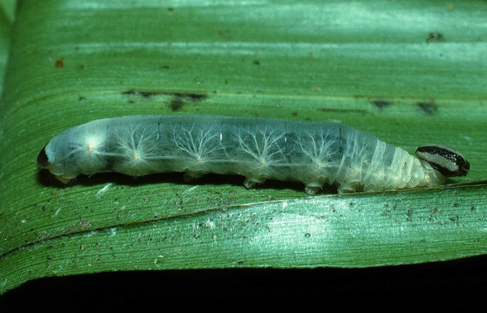 Fig. 8. Larva de <i>Aroma</i> henricusDHJ02 (Hesperiidae), comiendo <i>Cyclanthus bipartitus</i> (Cyclanthaceae). Voucher: 03-SRNP-21355-DHJ78686.
