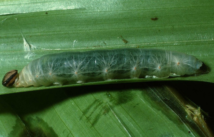 Fig. 1. Larva de <i>Aroma aroma</i> (Hesperiidae), comiendo <i>Cyclanthus bipartitus</i> (Cyclanthaceae). Voucher: 03-SRNP-31062-DHJ81077.