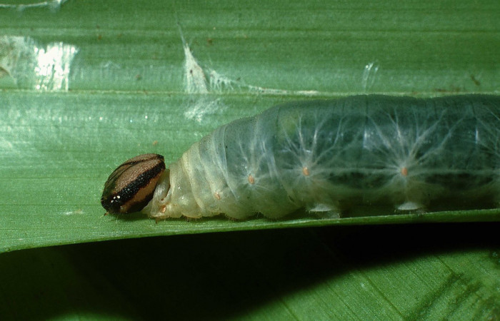 Fig. 3. Detalle lateral cabeza y tórax de <i>Aroma aroma</i> (Hesperiidae), vista de espiraculos y tráquea. Voucher: 03-SRNP-31062-DHJ81083.