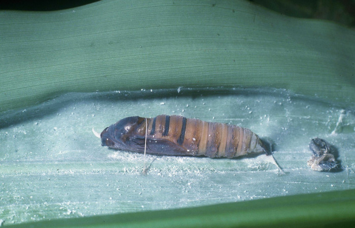Fig. 7. Pupa <i>Aroma</i> henricusDHJ01 (Hesperiidae), Vista dorsal. Voucher: 04-SRNP-2834-DHJ84315.
