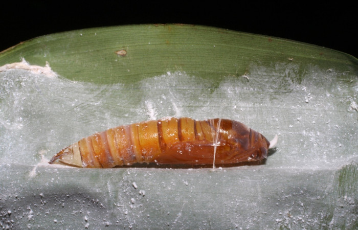Fig. 11. Pupa de <i>Aroma aroma</i> (Hesperiidae), base de la hoja con polvo blanco Voucher: 05-SRNP-23082-DHJ403757.