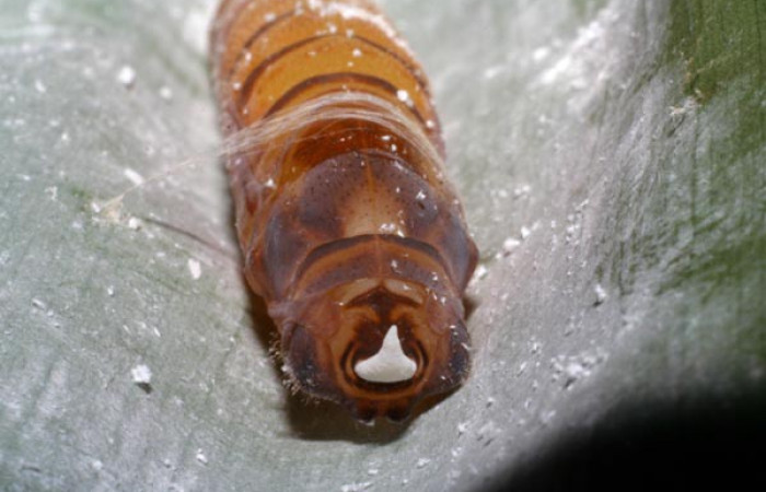 Fig. 13. Detalle del área bucal de pupa <i>Aroma aroma</i> (Hesperiidae), vista frontal,  Voucher: 05-SRNP-23082-DHJ403758.