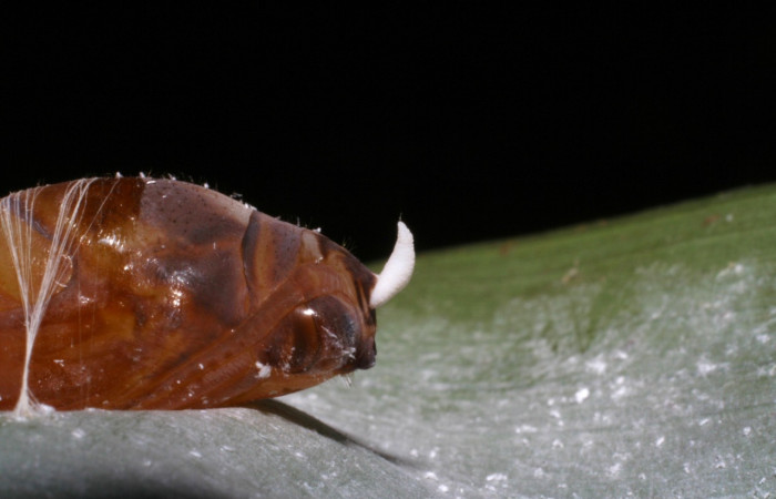 Fig. 14. Detalle lateral del área bucal de pupa <i>Aroma aroma</i> (Hesperiidae). Voucher: 05-SRNP-23082-DHJ403762.