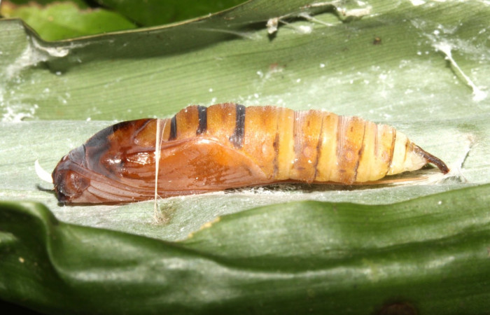 Fig. 9. Pupa de <i>Aroma</i> henricusDHJ02 (Hesperiidae). Vista lateral Voucher: 13-SRNP-31034-DHJ701315.