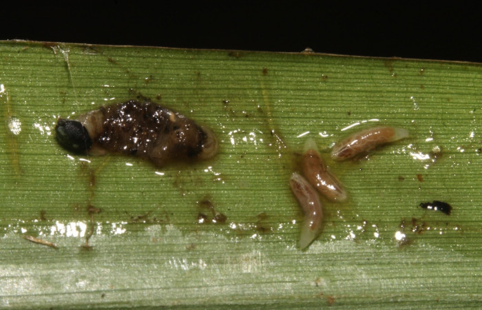 Fig. 15. Parásitos de Hymenoptera en larva de <i>Aroma aroma</i> (Hesperiidae). Voucher: 15-SRNP-40334-DHJ724369.