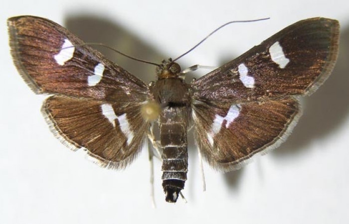 Fig 8. Adulto <i>Desmia</i> Solis19, (Crambidae), vista dorsal,  27 mm en alas abiertas. 
Voucher 00-SRNP-1918-DHJ345858.