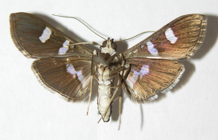 Fig 9. Adulto <i>Desmia</i> Solis19, (Crambidae), vista ventral,  27 mm en alas abiertas.
Voucher 00-SRNP-1918-DHJ345859.