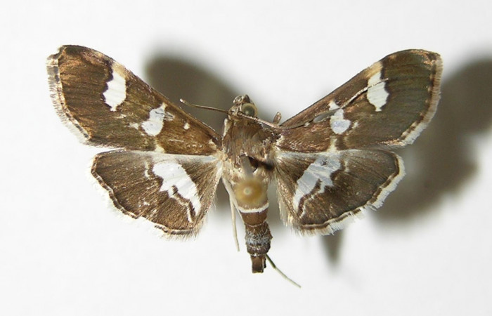 Fig 17. <i>Desmia ufeus</i> alas abiertas 21mm, vista dorsal (hembra).Voucher 00-SRNP-3188-DHJ336522.