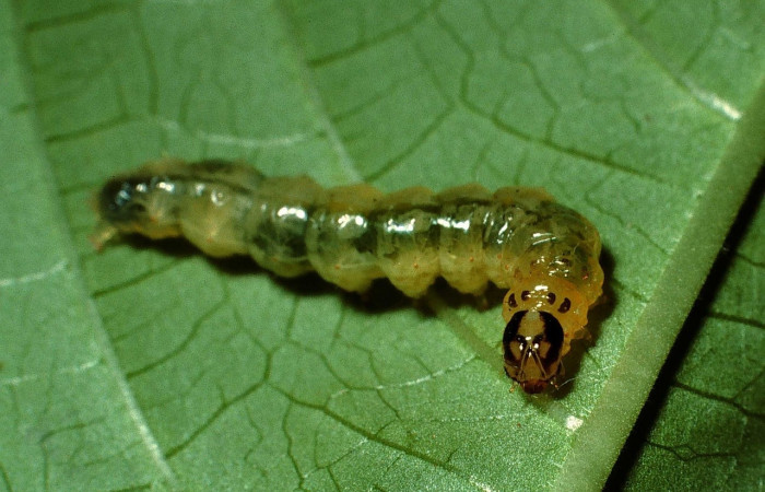 Fig 1. <i>Desmia</i> Solis19, (Crambidae), lateral entero, largo 16 mm, último estadio, localizado en Rio Blanco Abajo, Sector San Cristóbal. 
Voucher 02-SRNP-3176-DHJ65838.jpg.