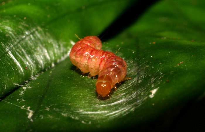 Fig 5. Prepupa  <i>Desmia</i> Solis19 (Crambidae), largo 15 mm, último estadio. 
Voucher 07-SRNP-115-DHJ418219.jpg.